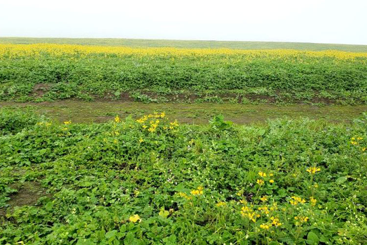 habitat lomas de lachay