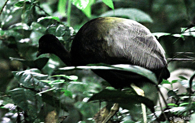 gray-winged trumpeter