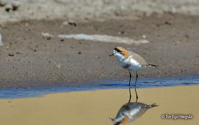 puna-plover