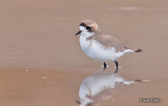 puna-plover