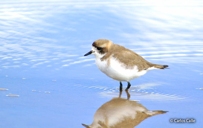 puna-plover