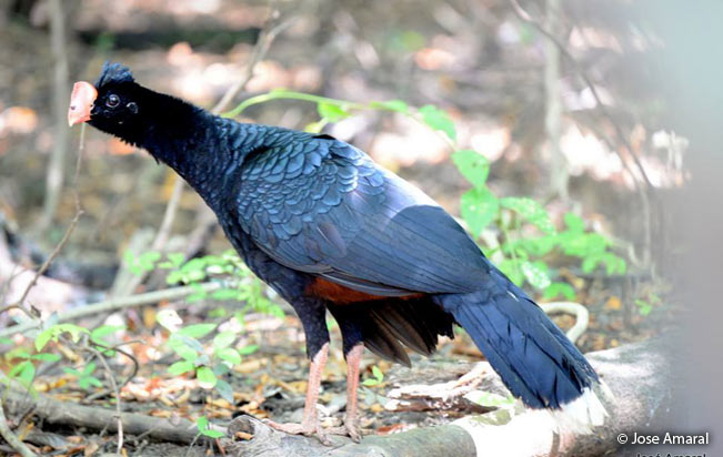 razor-billed_curassow