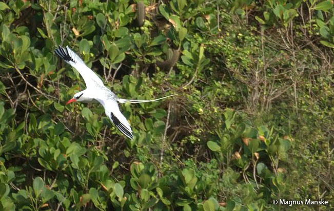 red-billed_tropicbird
