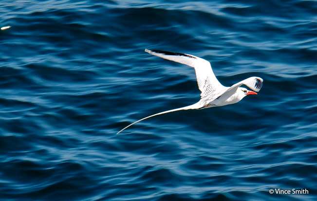 red-billed_tropicbird