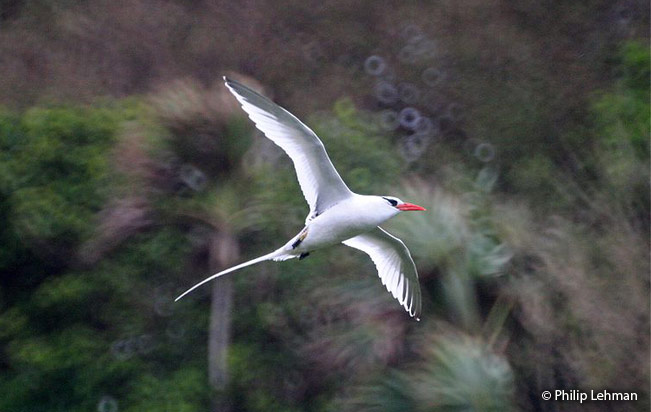 red-billed_tropicbird
