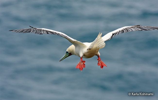 red-footed-booby