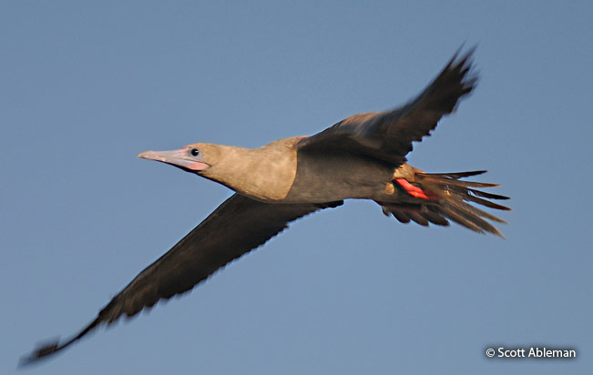 red-footed-booby