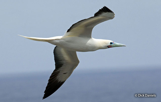 red-footed-booby