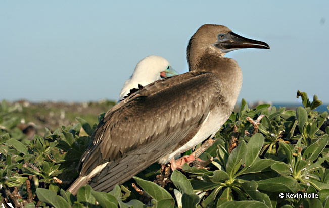 red-footed-booby