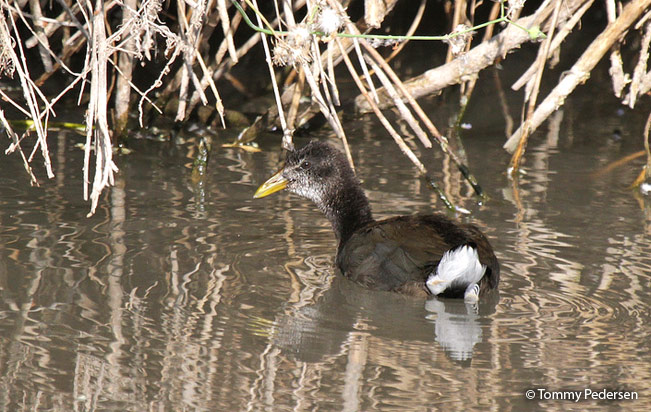 red-fronted_coot