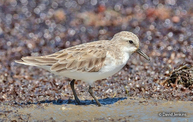 red-necked_stint
