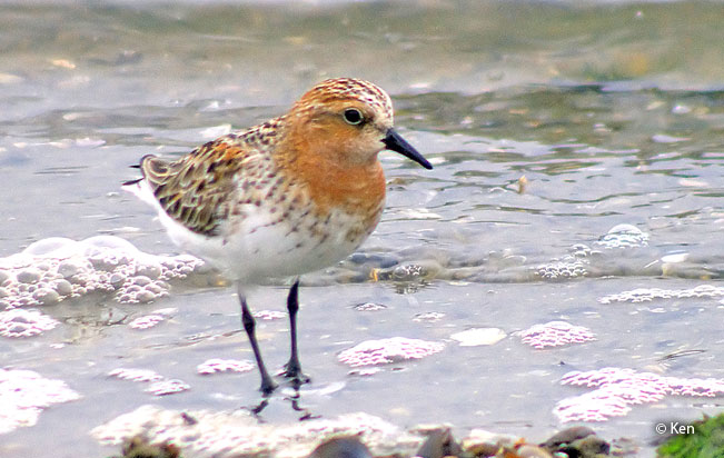 red-necked_stint