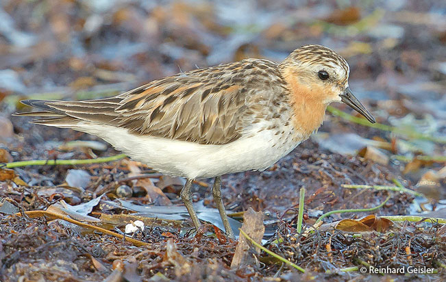 red-necked_stint