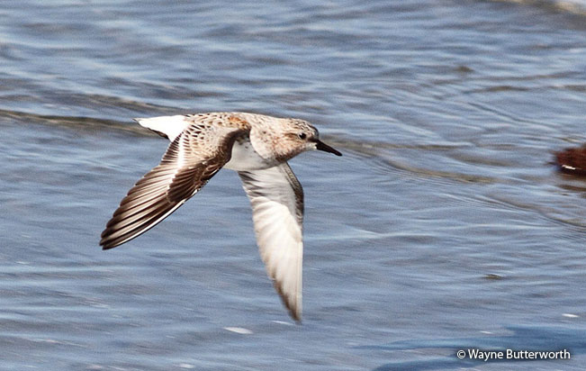 red-necked_stint