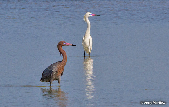 reddish_egret
