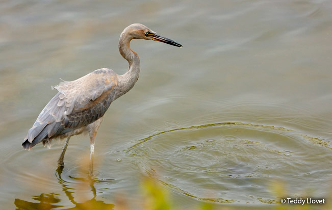 reddish_egret