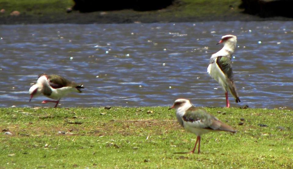 andean-lapwing