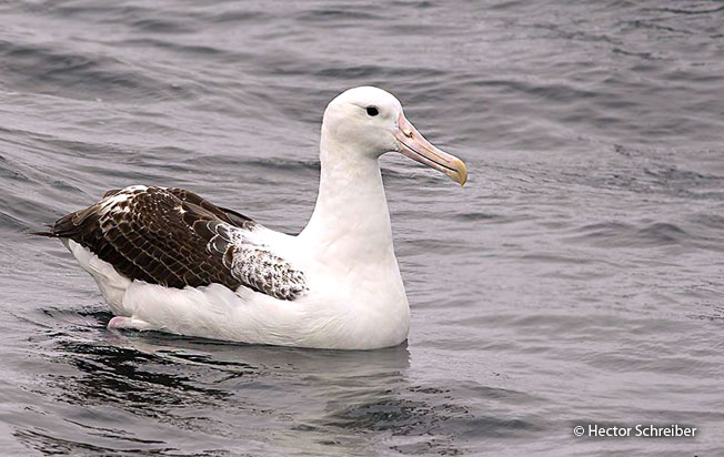 royal_albatross