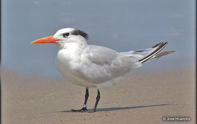 royal_tern