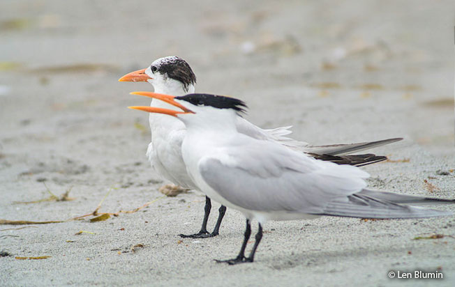 royal_tern