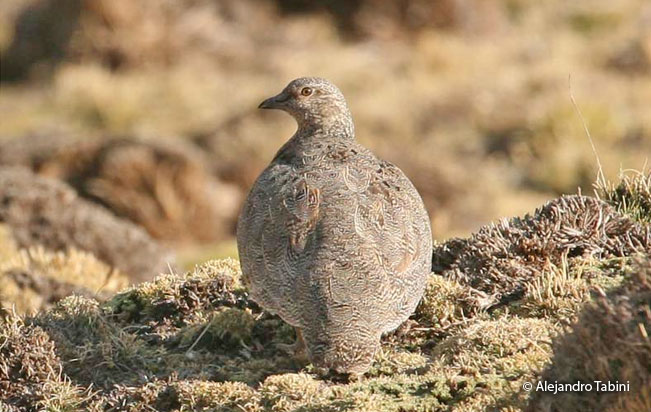 rufous-bellied_seedsnipe