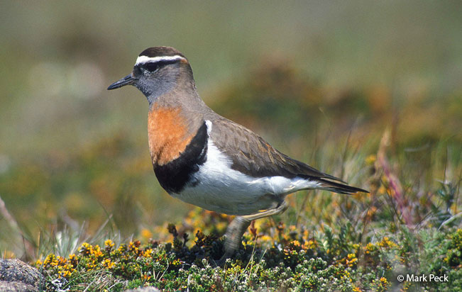 rufous-chested_dotterel