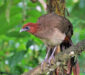 Chachalaca de Cabeza Rufa (Ortalis erythroptera)