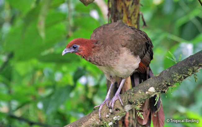 rufous-headed_chachalaca