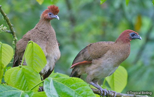 rufous-headed_chachalaca