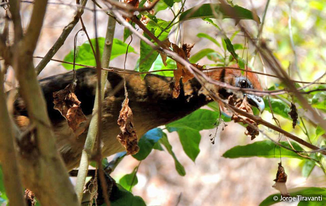 rufous-headed_chachalaca