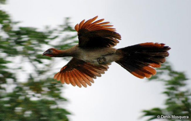 rufous-headed_chachalaca