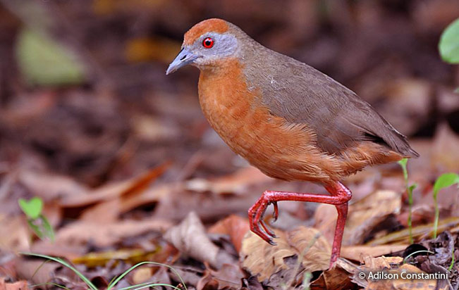 russet-crowned_crake