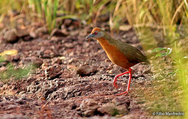 russet-crowned_crake