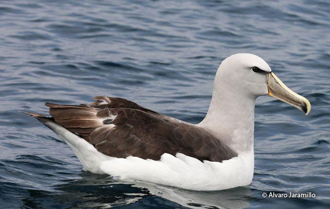 salvin's_albatross