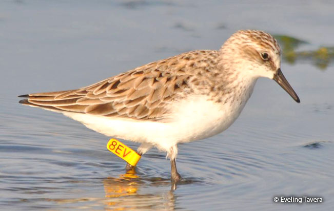 semipalmated_sandpiper