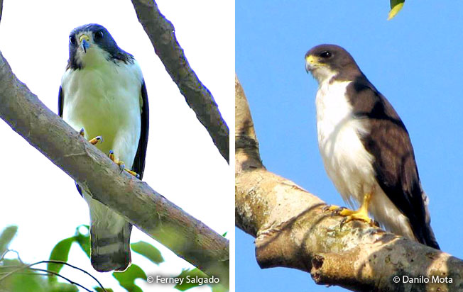 short-tailed_hawk