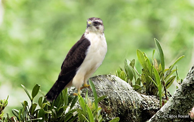 short-tailed_hawk