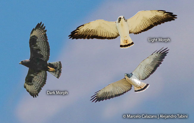 short-tailed_hawk