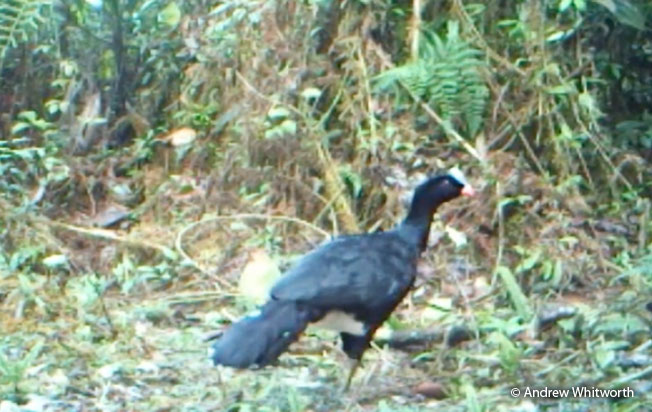 sira_curassow