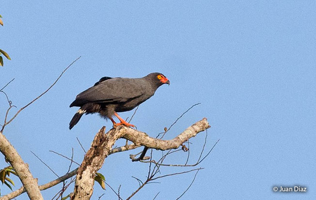 slate-colored_hawk