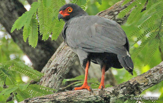 slate-colored_hawk