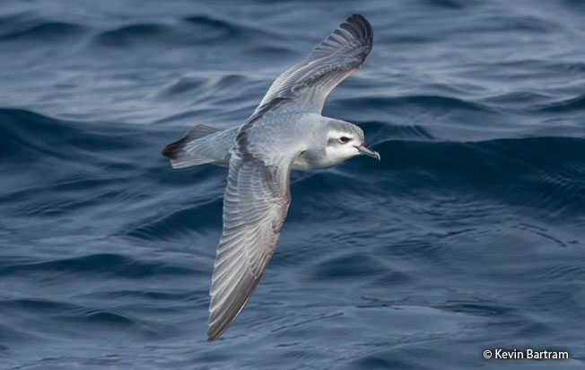 slender-billed_prion