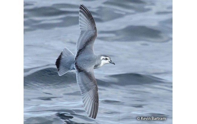 slender-billed_prion