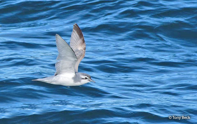slender-billed_prion