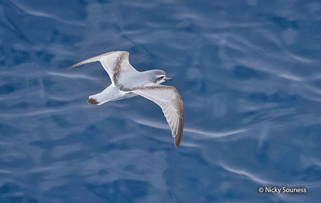 slender-billed_prion