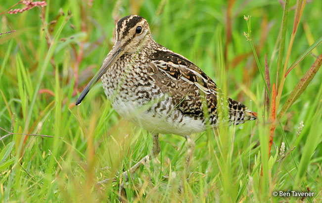 south_american_snipe