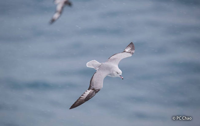 southern_fulmar