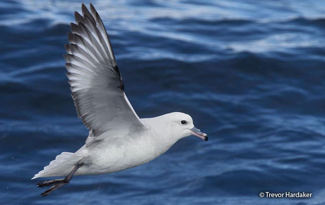 southern_fulmar