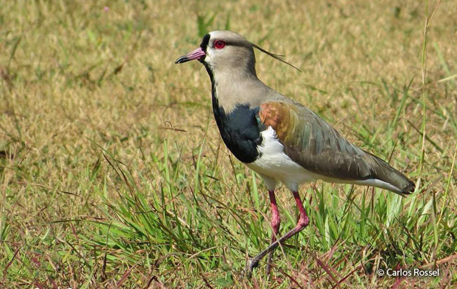 southern_lapwing