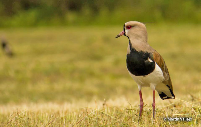 southern_lapwing